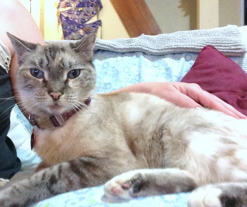 GIBRALTER - Offered by Owner - Senior Siamese Mix