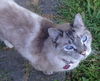 GIBRALTER - Offered by Owner - Senior Siamese Mix