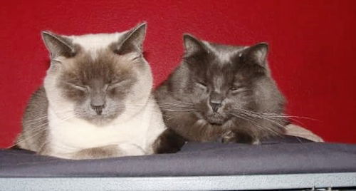 Offered by Owner - Liono and Lilly - Senior pair