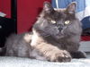 Offered by Owner - Liono and Lilly - Senior pair