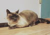 Offered by Owner - Liono and Lilly - Senior pair