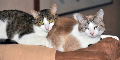 MAISEY & DAISY - Offered by Owner - Sisters 4Ever