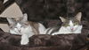 MAISEY & DAISY - Offered by Owner - Sisters 4Ever