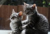 Bebe and Valentino - Bonded kitten pair