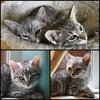 Bebe and Valentino - Bonded kitten pair