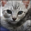 Bebe and Valentino - Bonded kitten pair
