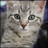 Bebe and Valentino - Bonded kitten pair