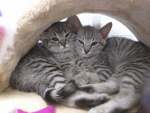 Bebe and Valentino - Bonded kitten pair