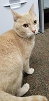 Sir Reginald Buffington - young male
