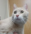 Sir Reginald Buffington - young male
