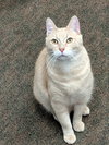 Sir Reginald Buffington - young male
