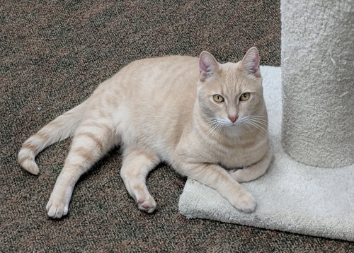 Sir Reginald Buffington - young male