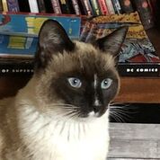 APOLLO - Young Male Snowshoe