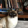 APOLLO - Young Male Snowshoe