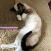 APOLLO - Young Male Snowshoe