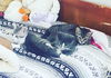ABE - Rescue Flight Kitten