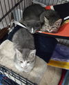 BEN and JERRY - BONDED BROTHERS