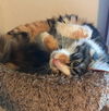 ADDISON (aka ADDY) Teen cutie