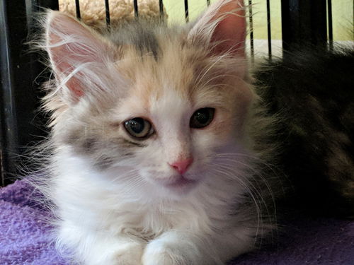 LIZZIE B - Calico fluff-ball