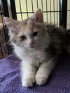 LIZZIE B - Calico fluff-ball