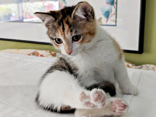 MELODY (and TUCKER) - Sibling Buddies