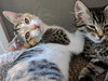 MELODY (and TUCKER) - Sibling Buddies