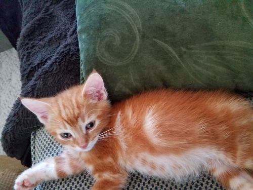 Kitten Brothers OLIVER and MILO