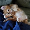 Kitten Brothers OLIVER and MILO