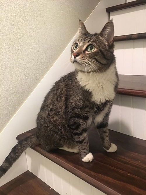 KOVU - Offered by Owner - Senior Male