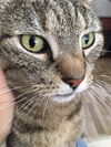TIKI TOM - Offered by Owner - In/Outside