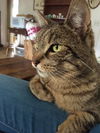 TIKI TOM - Offered by Owner - In/Outside