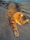 CONEY - Offered by Owner - Senior Maine Coon