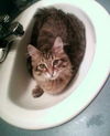 CONEY - Offered by Owner - Senior Maine Coon