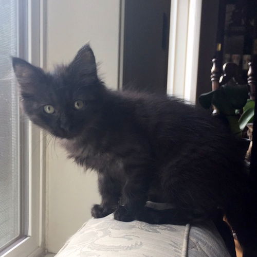 MAJOR (and MATER)- Fluffy Brothers