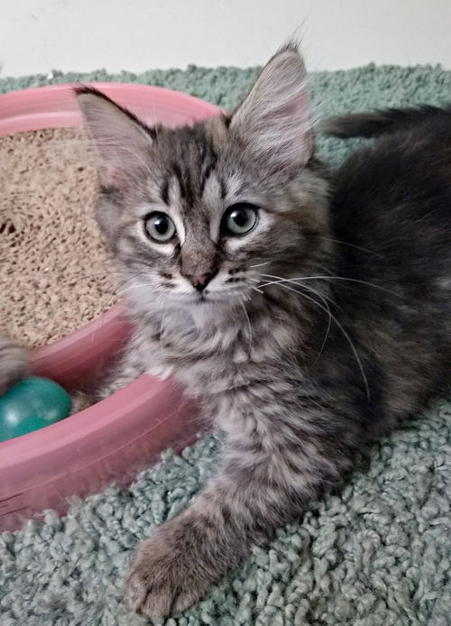 BEAUTY and ELSA - Bonded Kitten Sisters