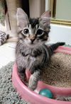 BEAUTY and ELSA - Bonded Kitten Sisters