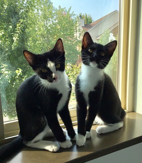 BIB and PEPE