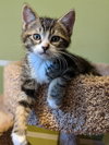 OWEN - - Spunky and Playful