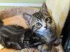 OWEN - - Spunky and Playful