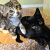 OWEN - - Spunky and Playful