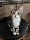 OWEN - - Spunky and Playful