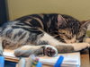 OWEN - - Spunky and Playful