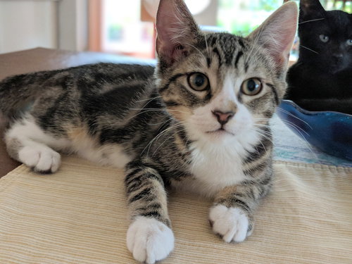 OWEN - - Spunky and Playful