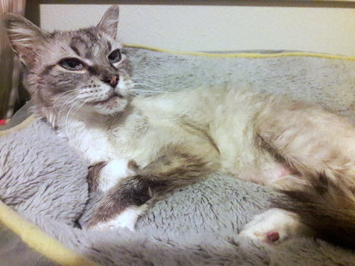 SMOKEY - Offered by Owner - Senior Sweetheart