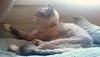 SMOKEY - Offered by Owner - Senior Sweetheart