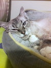 SMOKEY - Offered by Owner - Senior Sweetheart