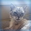 SMOKEY - Offered by Owner - Senior Sweetheart