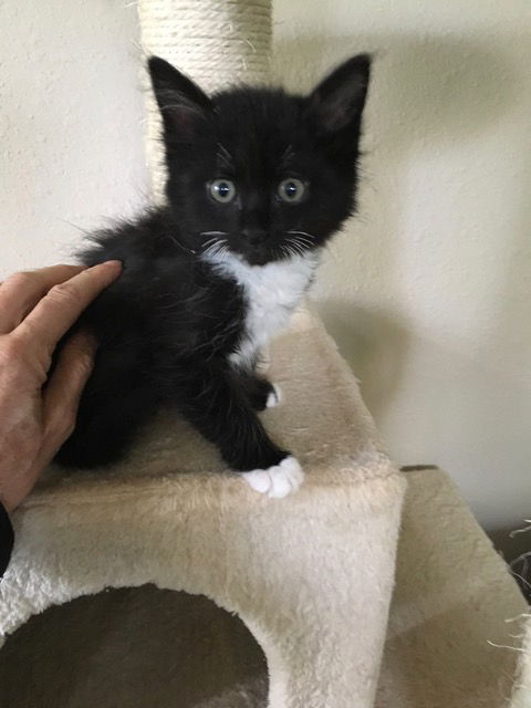 Kitty and Oscar - Bonded Siblings