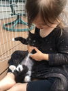 Kitty and Oscar - Bonded Siblings