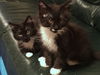 Kitty and Oscar - Bonded Siblings